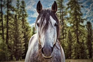Horse sense about story telling techniques