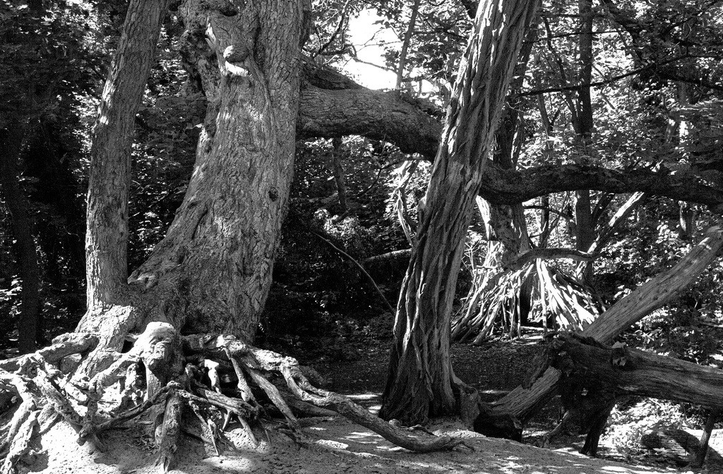 Tree stems and roots in Berlin Müggelsee, Black and white