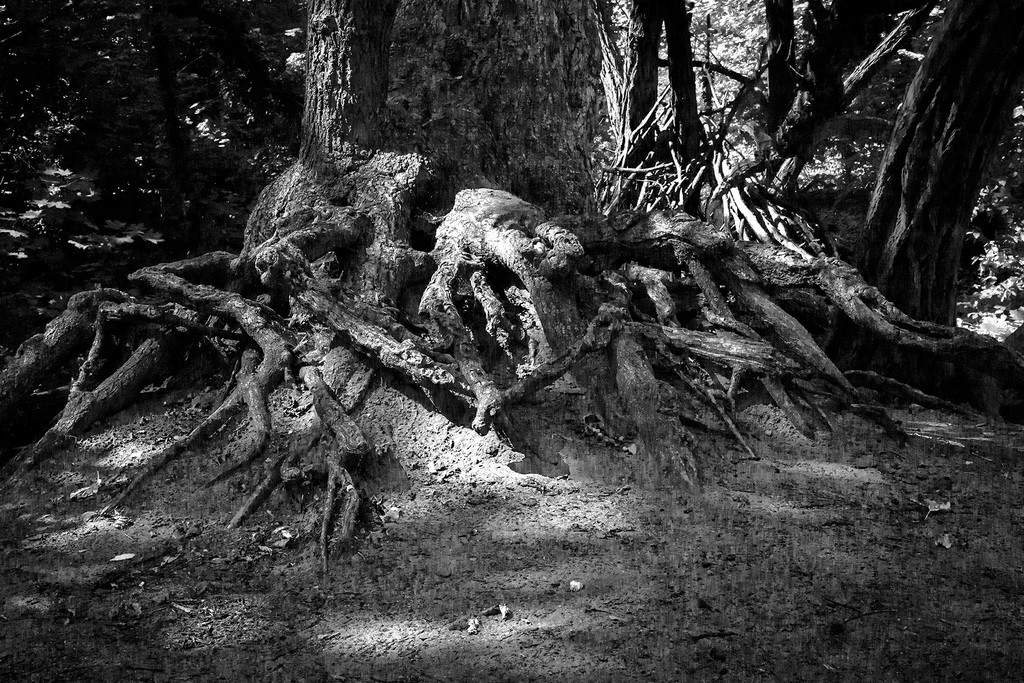 Tree Roots in Black and White