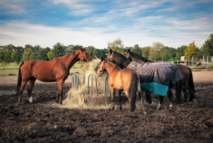 Group of Horses , colour image. Berlin, 2022, by Sean p. Durham, Copyrighted