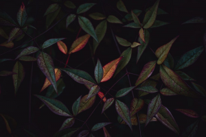 Photographic image of plant leaves in dark relief