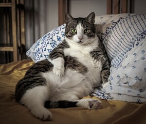 Hitchcock the Cat resting on a bed pillow; Lazy Sunday Afternoon Coypright; Sean P. Durham, Berlin, 2023